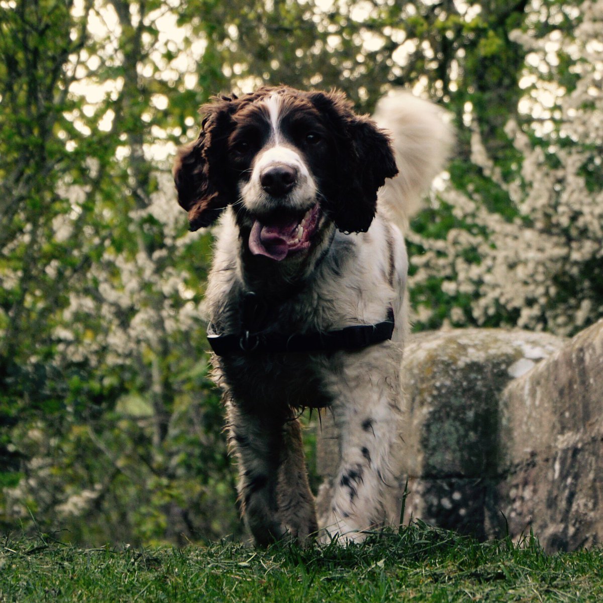 ollie_springer's tweet photo. I had an amazing holiday aboard #nbPhoenix. Thank you @herbalist_laura and @carpe_dan! ❤️❤️🐶⚓️ https://t.co/fEtqWQhz0g