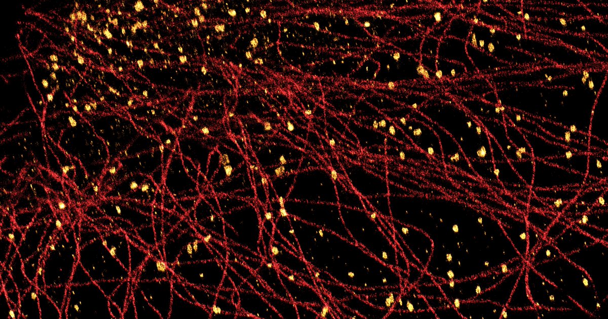 Flexi23's tweet image. still quite displaced two channels #10xdeveloper #shaderland thing