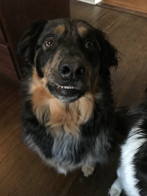 I hope you find someone that looks at you the way my pup looks at bananas https://t.co/4B594kDZH5