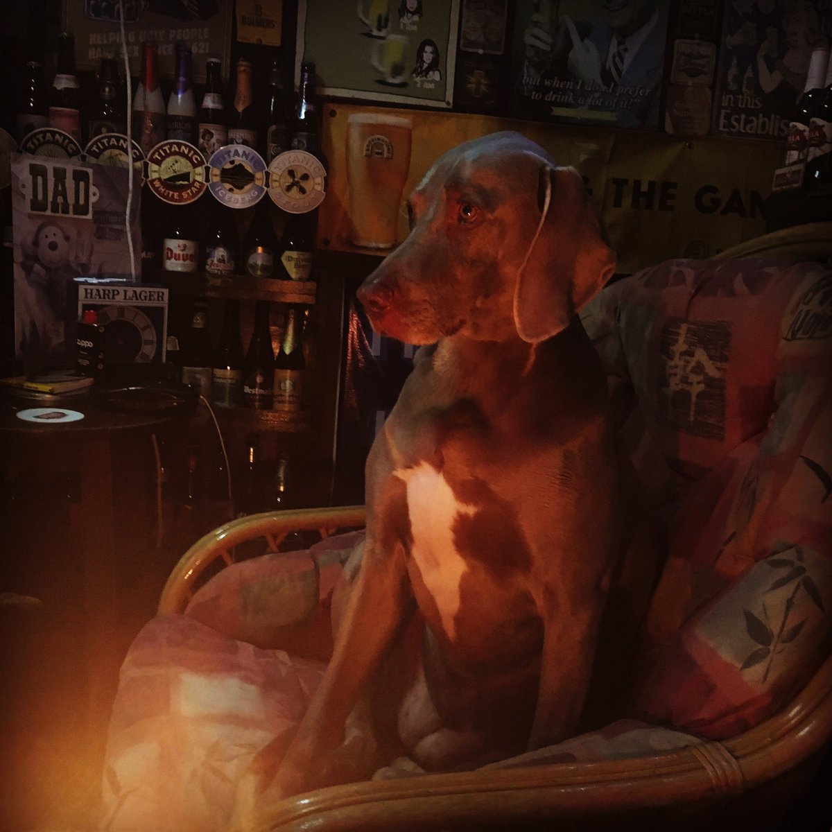 aliJcorrie's tweet photo. When your owners insist on drinking in their garden pub and all you want to do is go to bed #weim #gardenpub #pubinashed # https://t.co/33B5Ecc4nW
