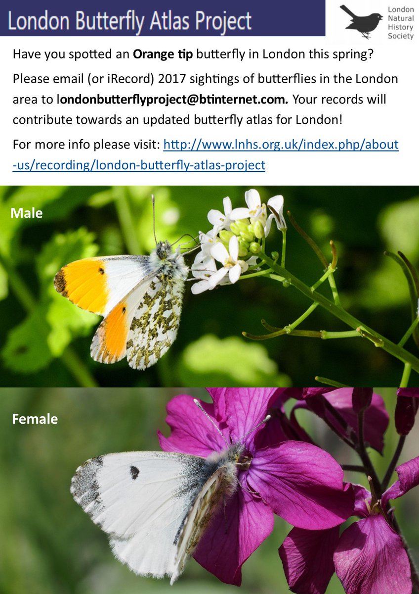 Calling all butterfly enthusiasts in the London area!