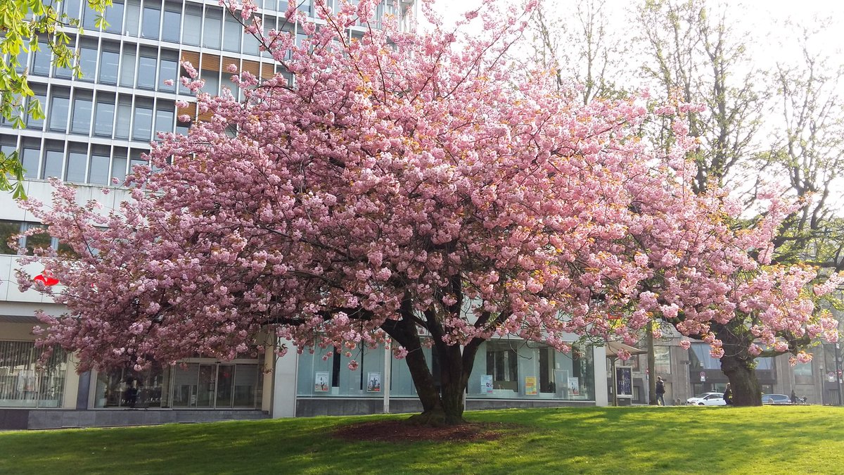 misaka_sato's tweet photo. Feels like spring. #Sakura #Sunshine #Walk https://t.co/tqr812Oevs