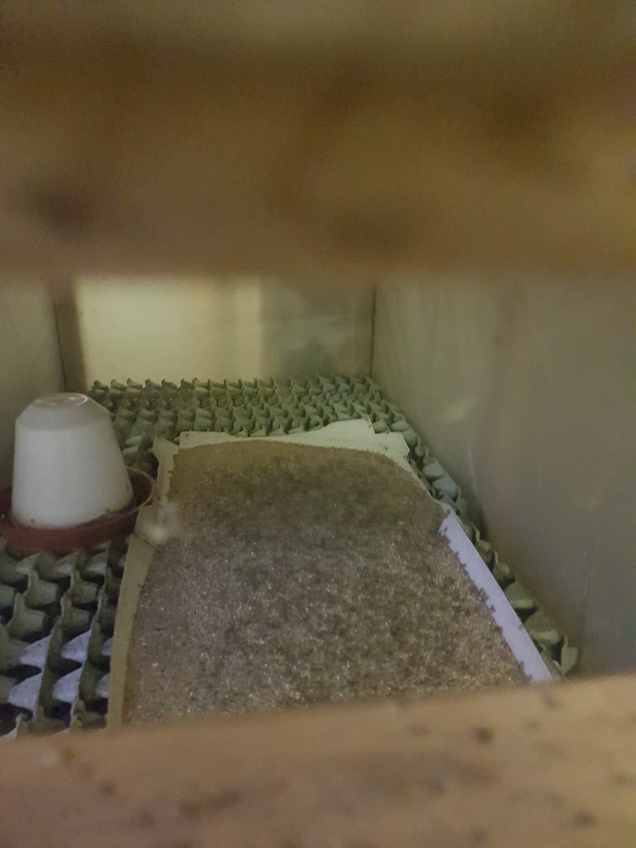 leendersJohan's tweet photo. Iets met insecten, aquaphonics en landbouw, vandaag met de #YFMA https://t.co/valLViruAs