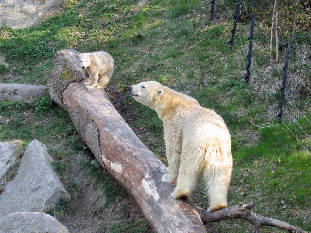 up_lau's tweet photo. #Nanuq #avecmaman #zoo @mulhouse https://t.co/9XEQQs3ROe