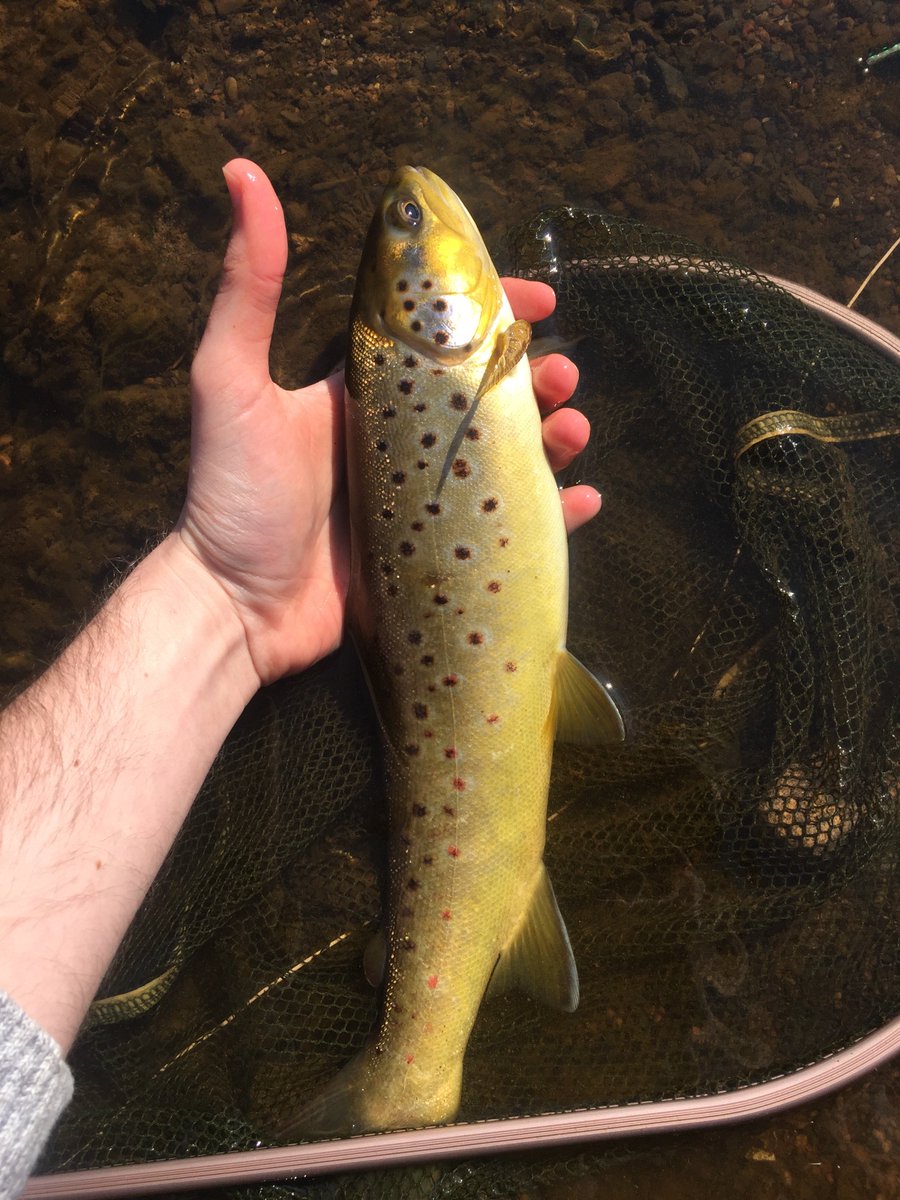 timoeldridge's tweet photo. Cracking day on the river Derwent. @derwentangling https://t.co/fgLCZytwmx