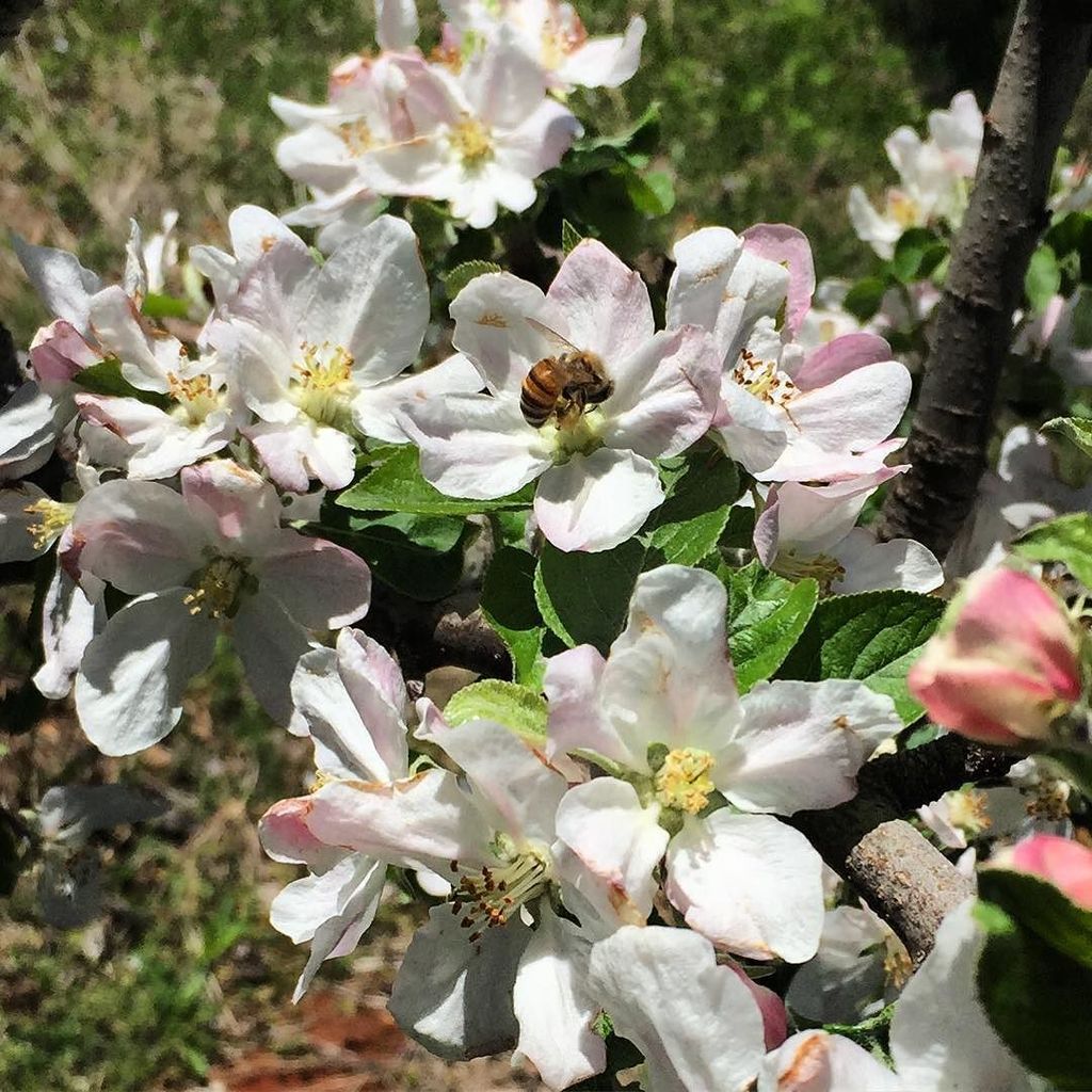 MorrisOrchard's tweet photo. The Orchard is #buzzing with all the #pollinators putting in the overtime today. #applebloom17 https://t.co/mV9HdX7lf4 https://t.co/JjY0g3s7vt