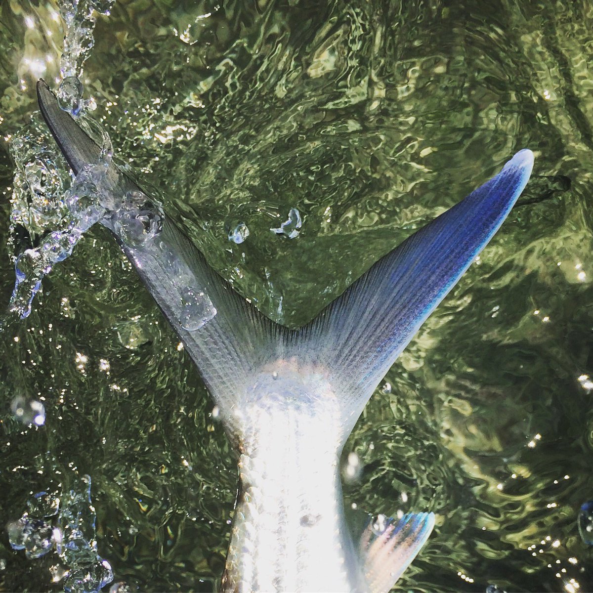 CriticalAngling's tweet image. Tail Polish (from my acct @intracoastal on @instagram). Sweet blue #bonefish tail among all the colors of #Belize
