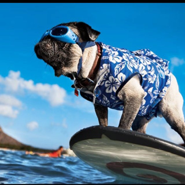 surfergod78's tweet photo. #NewProfilePic https://t.co/PdEnrvPSCV