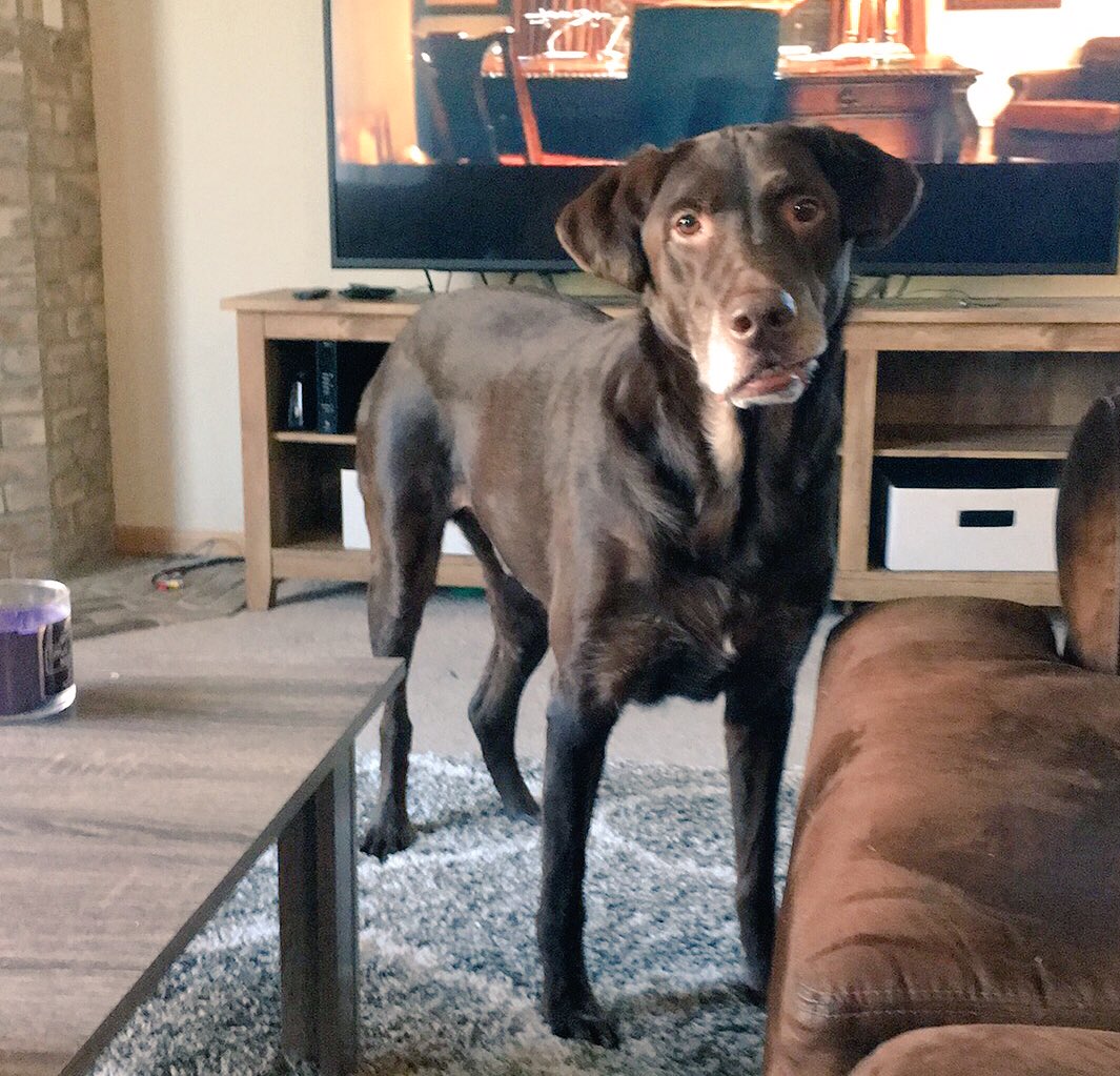 SeeCharlieFetch's tweet image. Puppies!