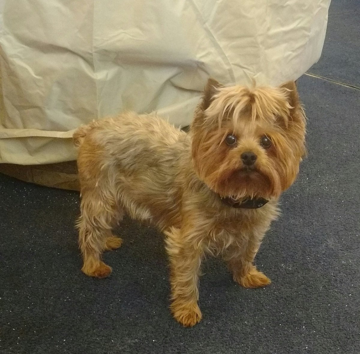 jennavanklav's tweet image. At a great session on Communicating Your Brand by @AQuarry and ran into this lil guy. @ArtyGirlDesi @BFactoryArts #KWArts #Branding #Pups