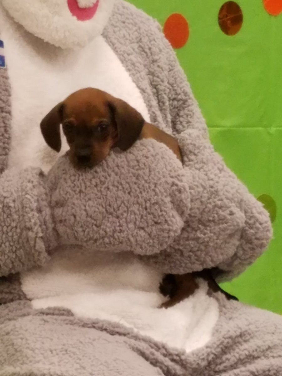 PetSmart Mandeville tweet media