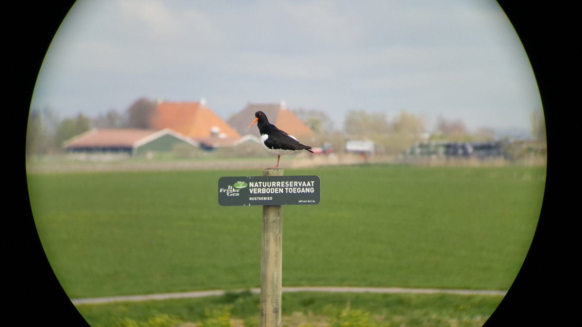 sqramjan's tweet photo. Oogje in het zeil houden😉. #djippert #scholekster #verbodentoegang @ItFryskeGea. https://t.co/ji4RW21Wmd