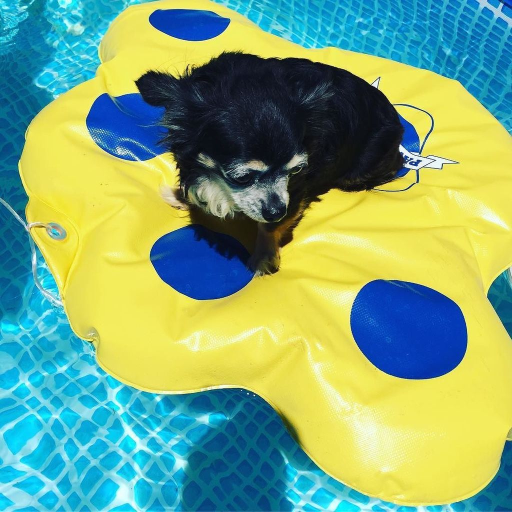 howboutjoey's tweet photo. Lulu now has her own pool float. #pawsaboard https://t.co/hZmM9Mchmu https://t.co/mH4ROpR0y7