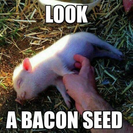 LowHowgill's tweet photo. We'll be growing some more local #bacon in time for Monday! https://t.co/Lgd4x8UKYr