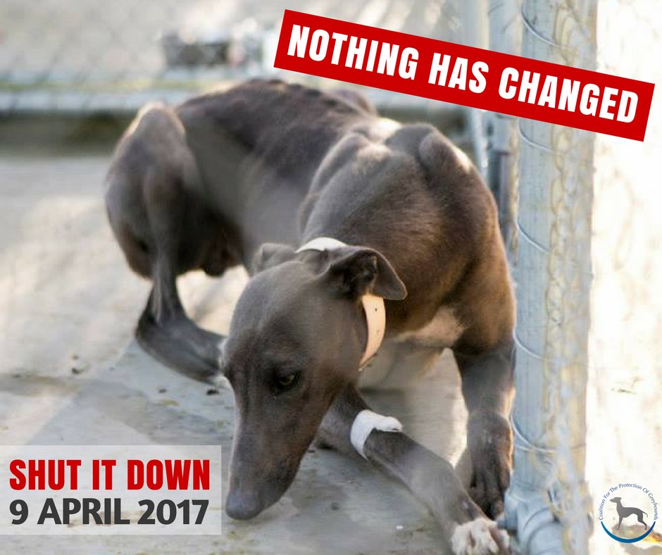 PetLevrieri's tweet photo. ⚠️Australia – GIORNATA NAZIONALE DI MOBILITAZIONE CIVILE CONTRO IL #greyhoundracing 🔚 👉9 APRILE  #ShutItDown https://t.co/gZPGeAe256 https://t.co/gJw1ne2BsF