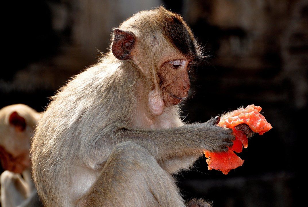 napsaprimates's tweet photo. What really made #primate #brains so big? @smithsonianmag looks at newest #data on #evoluation https://t.co/xvzRlDrTTT https://t.co/zzWEUtgzSv