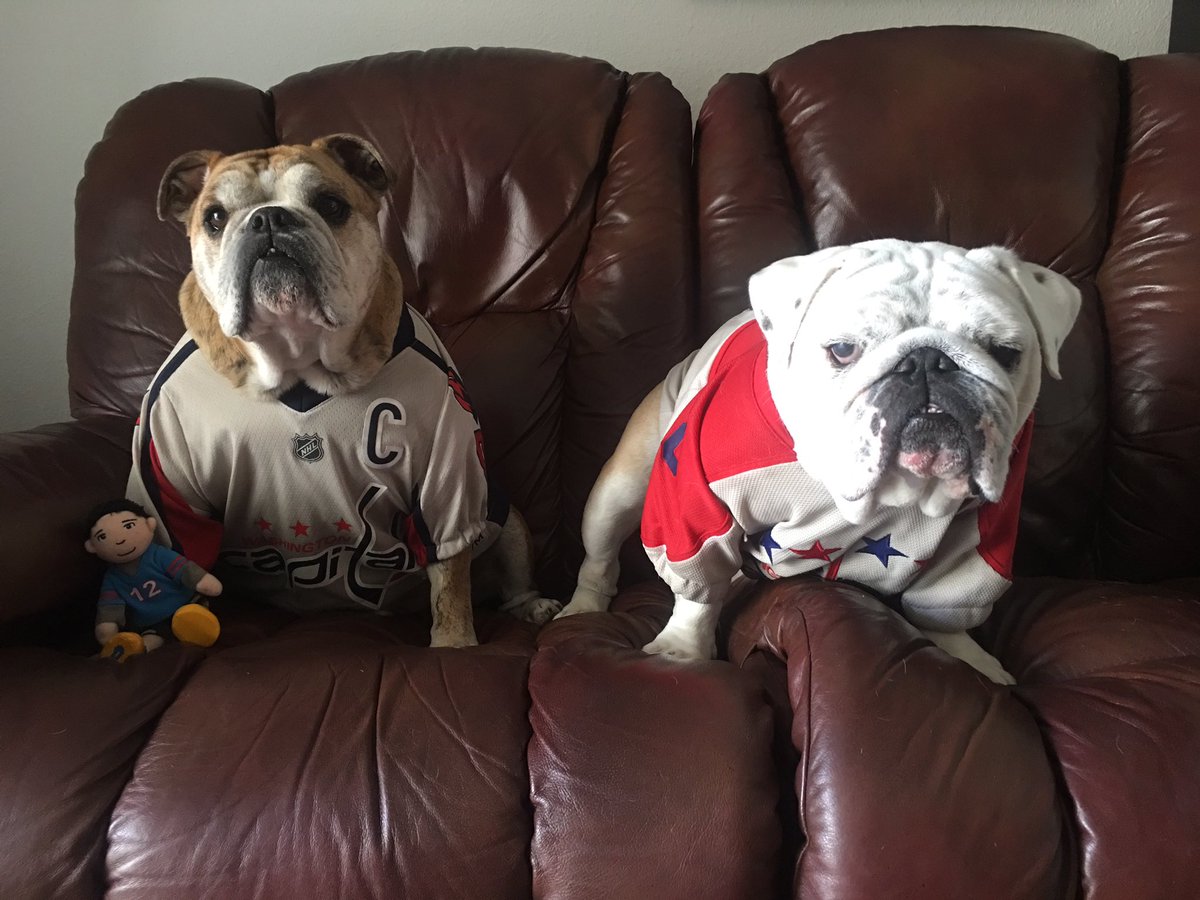 OvietheBulldog's tweet photo. IT'S HOCKEY O'CLOCK! #LetsGoCaps! #CapsBruins @SaffyBean #GameFace with our little guest #TinyTurbo https://t.co/Z0wlZUDFRI