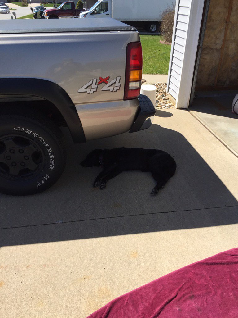 MattYops's tweet photo. Thanks for all of your help today Mildred #lazylabs #toughlife #napsintheshade https://t.co/RdnwMxiUHY