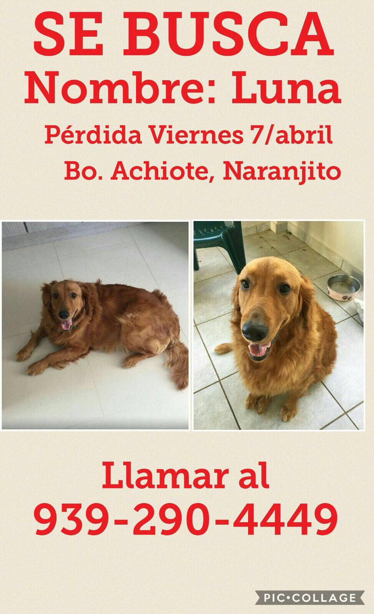 BrendaLynda's tweet photo. Hay un familia triste porque Luna no está con ellos y una beba que pregunta por ella a cada momento. Por favor comparte la foto. Gracias. https://t.co/7D6om3wpUu
