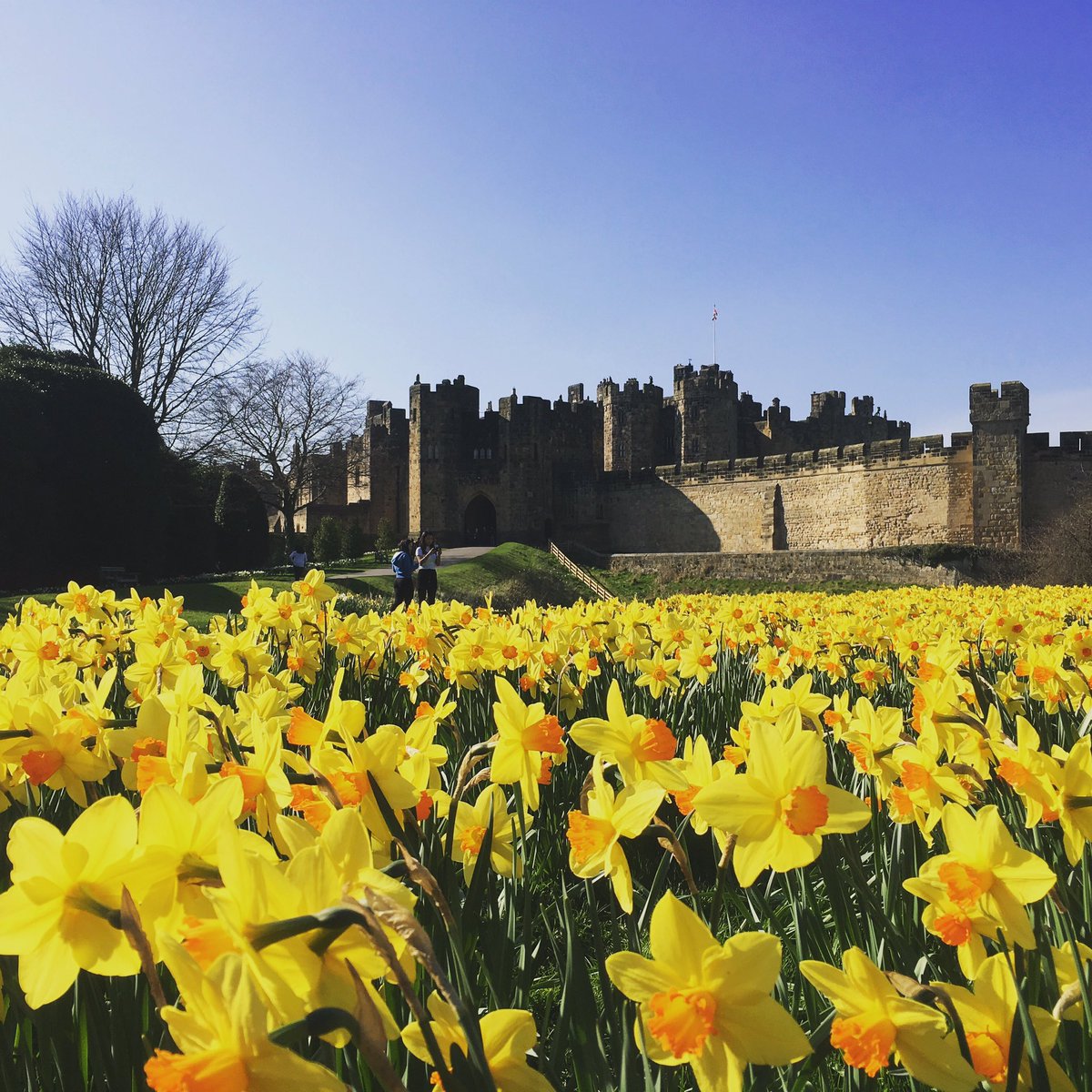 Alnwick castle, simply the best castle in UK! #alnwick #castle #picoftheday <a href="/alnwickcastle/">Alnwick Castle</a>