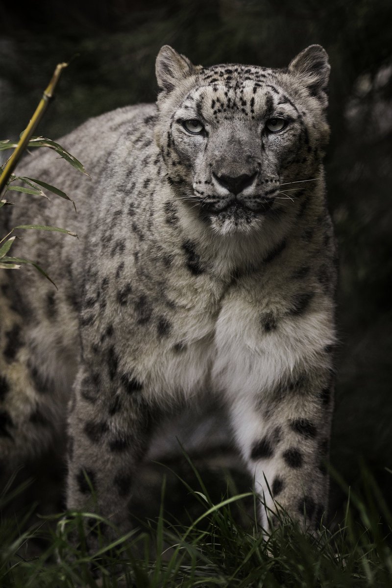 Watch out! Anna's on the #Caturday prowl. (pic: Paul Manaig) https://t.co/fepKXGTLgX