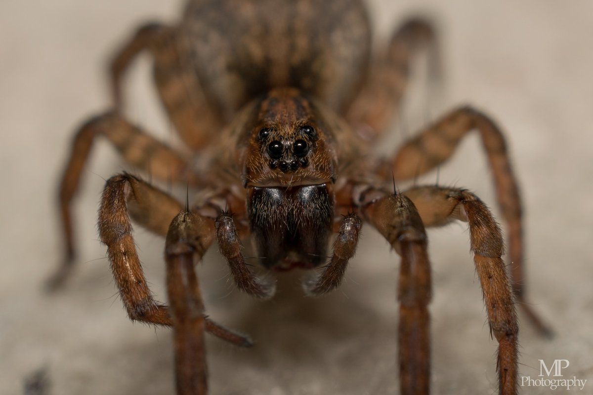 XilixiR_'s tweet photo. Spiders are no insect nor bugs. Spiders are Arachnids.
#Lycosidae #Trochosa #Spider #Arachnid https://t.co/Y9dMwHY8v8