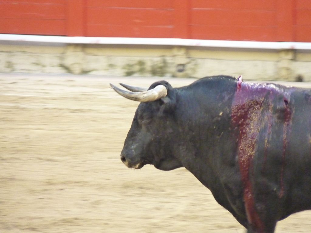 PartidoPACMA's tweet photo. Vergonzoso. Niños de hasta 14 años entrarán gratis a los toros en la  Feria de Puertollano #EducarEnEmpatía https://t.co/2wTXsUbWCa https://t.co/qtnrtmgVcl