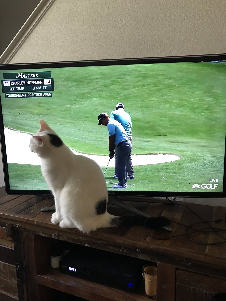 TigerNoStripes's tweet photo. This is the best weekend of the year! #Caturday #TheMasters2017 #golfkitty #ArniesArmy https://t.co/0RZkD1zU54