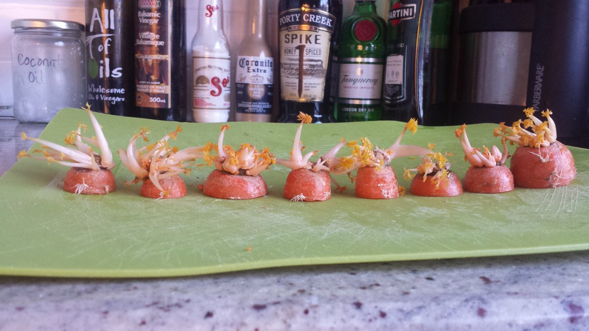 VanCityAndee's tweet photo. #EatTogether #PC150Contest #SpaceInvasion #Carrots #Aliens https://t.co/scJWzjMCoi