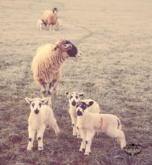 prestonchick55's tweet photo. Can anyone think of a good caption for this image? #photography #CaptionDistraction #Sheepoftheweek #Cumbria #photooftheday #spring https://t.co/L4r8GV1IhF