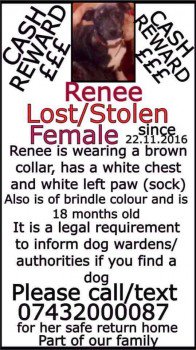 blacklab115's tweet photo. #findrenee #missing #hull area.sightings needed.owner desperate for news https://t.co/9R1LXnOtzW