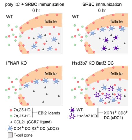mmw_lmw's tweet photo. #DendriticCells | Distinct #EBI2 OxySterol Ligands control #DC Positioning | JasonCyster @UCSF @SciImmunology https://t.co/sZeF9uk8Op https://t.co/kSCxObs0RL
