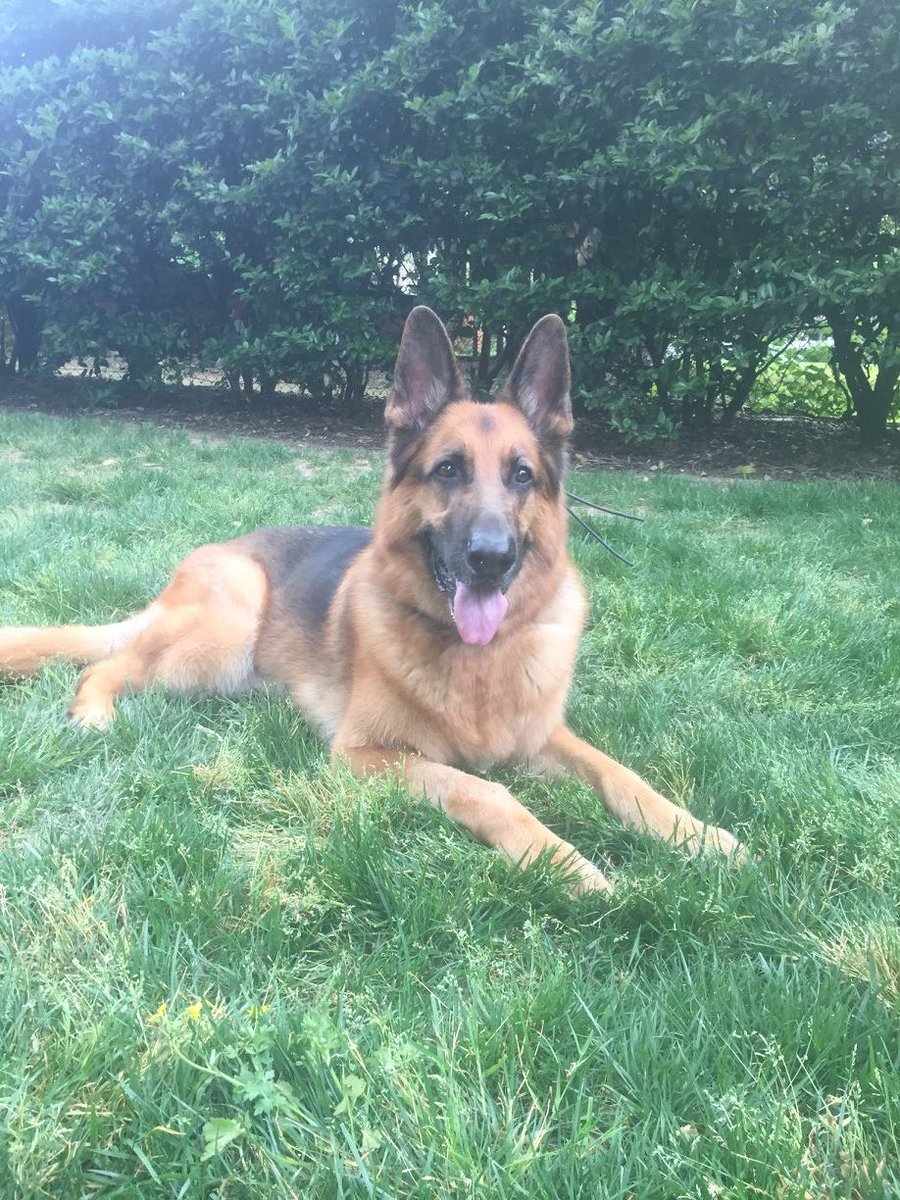 DogsRuleNC's tweet photo. Duke is handsome, well trained, great with confident handler
https://t.co/DW68OOvvFN
@SGSRescue #NC #VA #MD #adopt https://t.co/bhi4gFtKeu