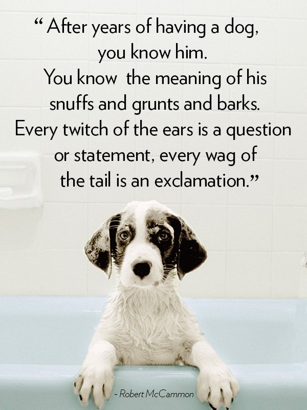 dogadvisorpro's tweet photo. https://t.co/9Xd85NImUT