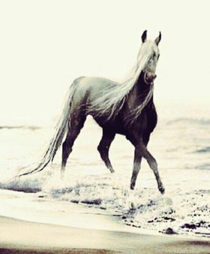 النفس خيـل وعزة النفس خيال
 ومن لاعسف نفسه يشوف الهزايم ..