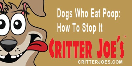 CritterJoes's tweet photo. Dogs Who Eat Poop: How To Stop It | https://t.co/ClD2DP4AlE  #dogpoop #dogeatingpoop #petnews #dog #dogcare #video https://t.co/FJhLFqMeeL
