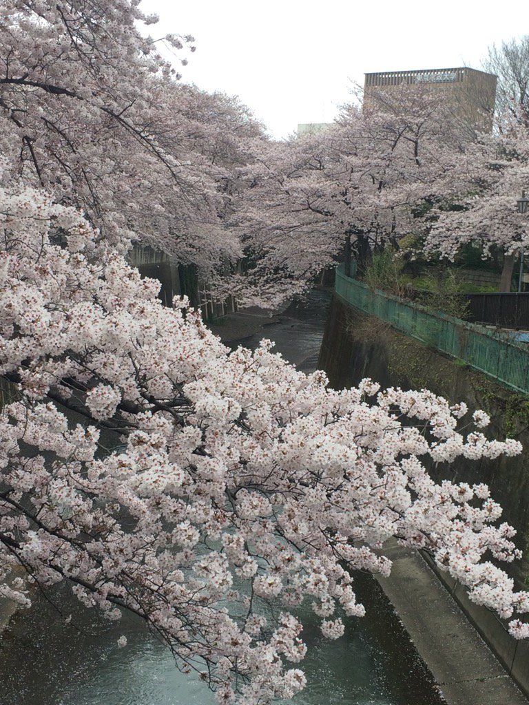 Daily walk to the tube station but sadly not for long as the rain is "ending" the Sakura