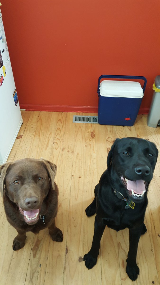 TwoDogHowl's tweet photo. You're a handsome looking boy Jack! @stiv996 https://t.co/nXpLxqDllG