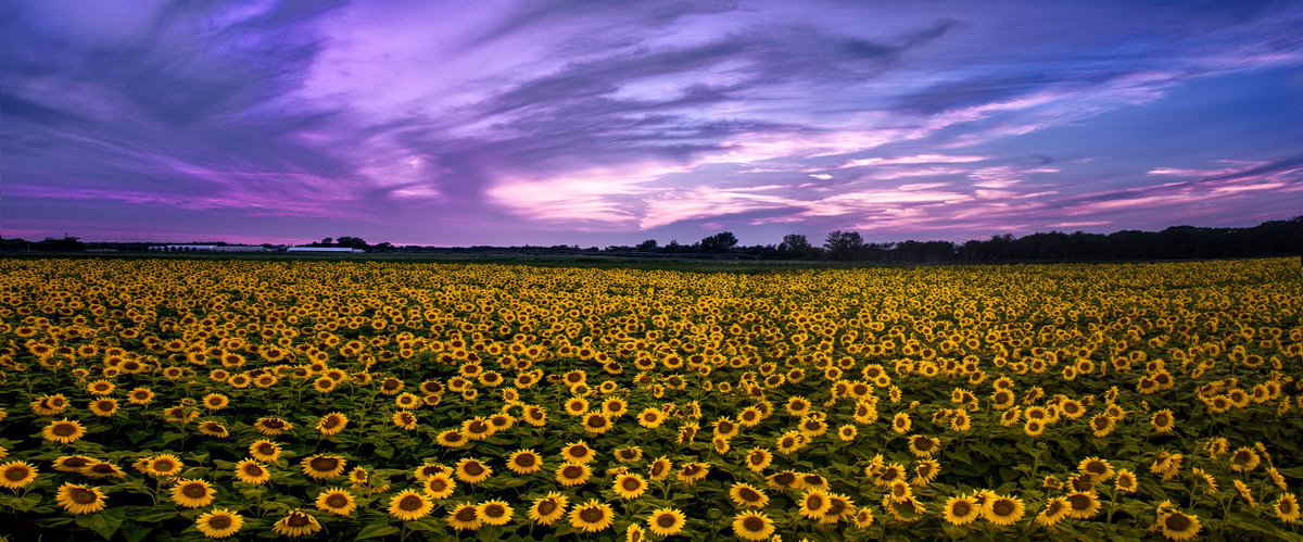 Best Of Minnesota On Twitter Field Of Sunflowers In Isanti