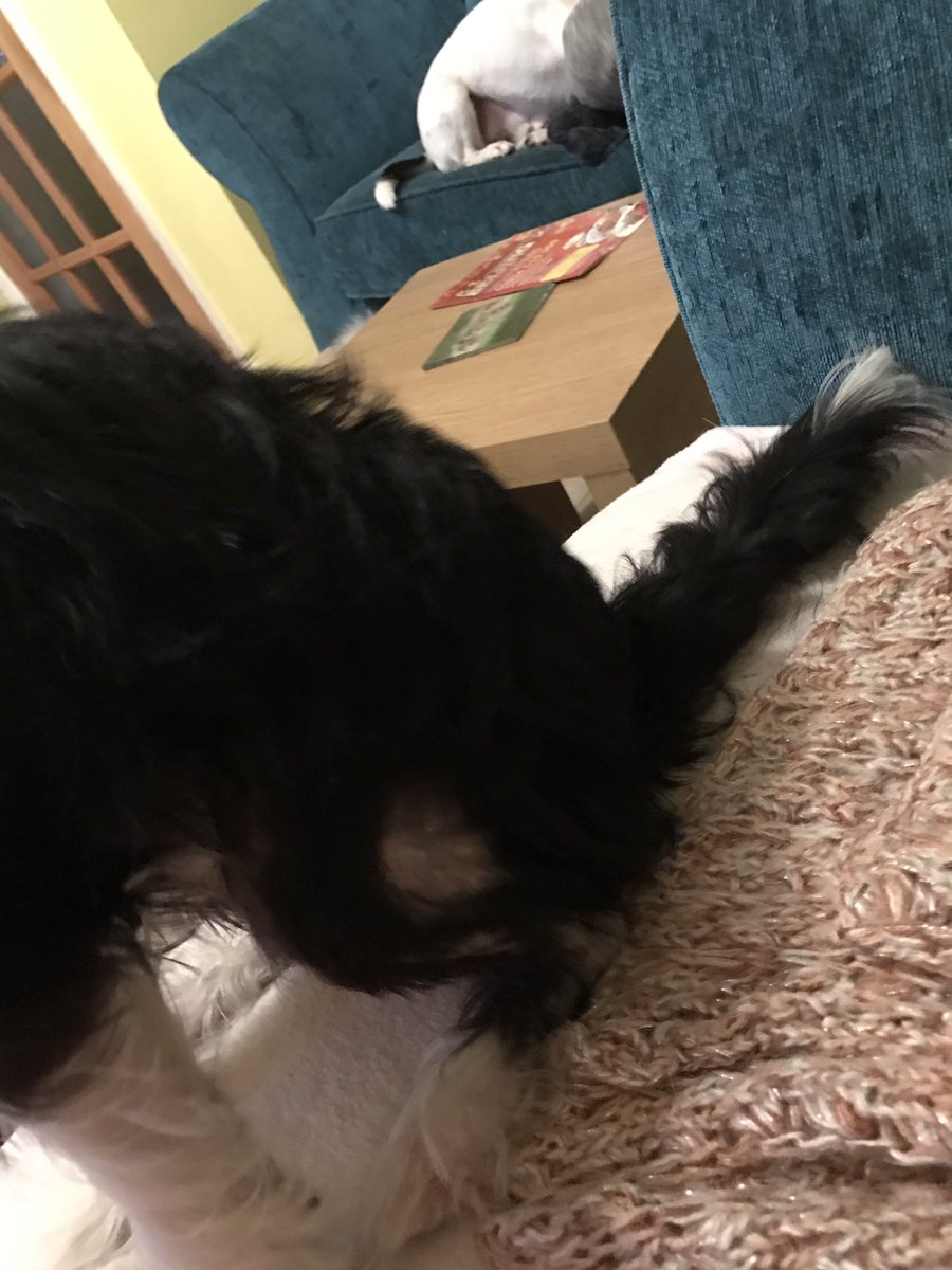 guidedogbasil's tweet photo. My sister Cookie is very ill she has generalised skin disease, mum has tried everything Tuesday is D day .Looking a bit better paws crossed https://t.co/U9u5kQGt6y