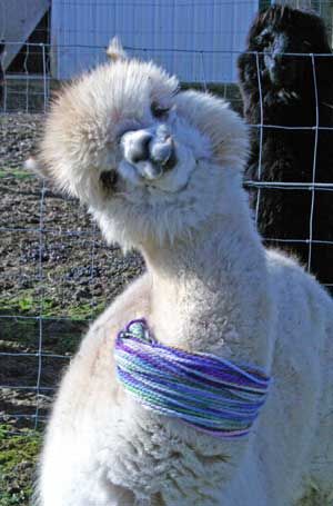 Lion Brand Yarn tweet media