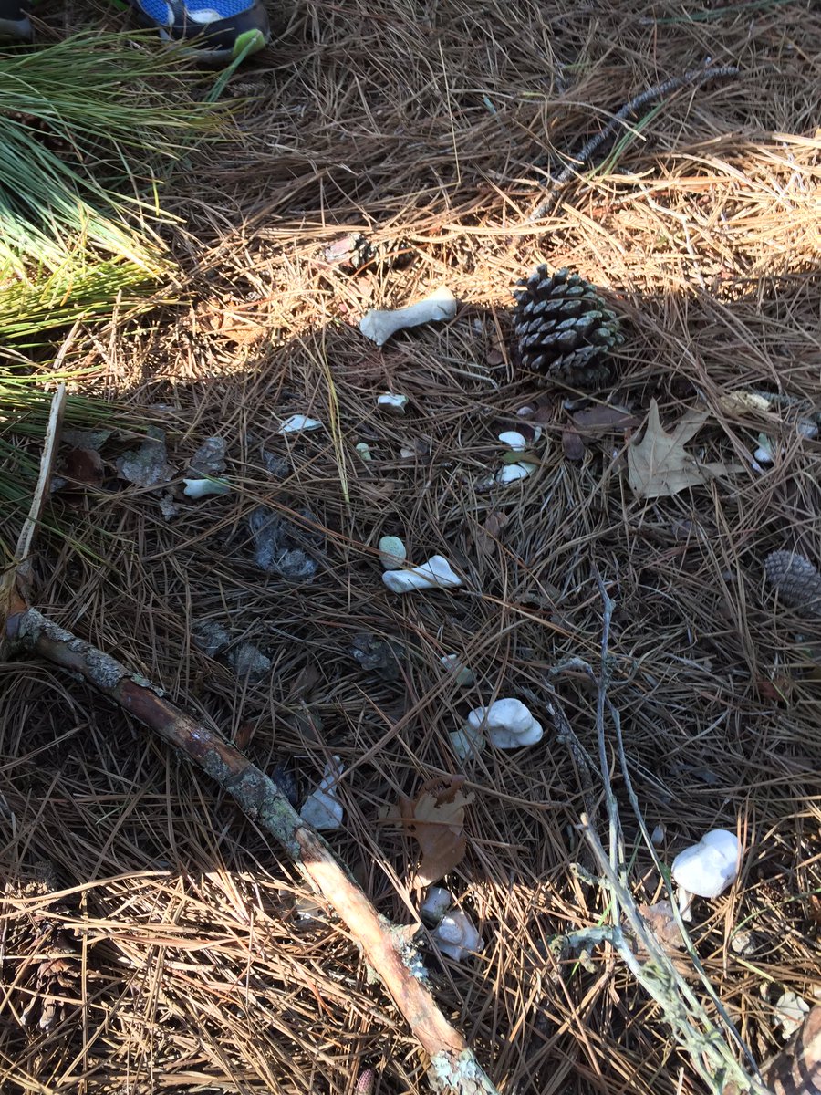 Shayanosaurus's tweet image. Found treasures in the forest, not fossils but someday I will!#juniorpaleontologists #paleobio #bones #chincoteaguenationalpark