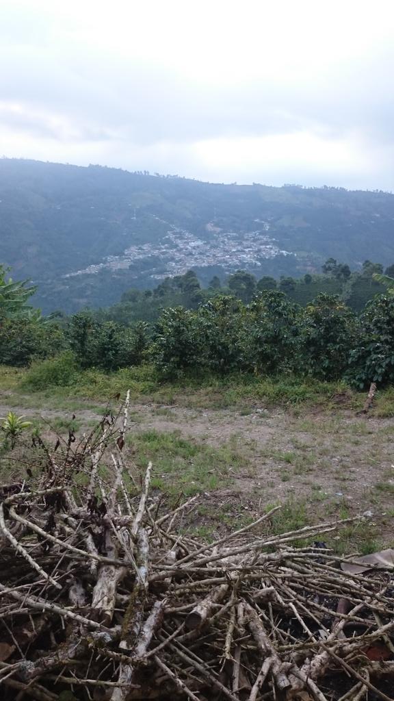 Pavidon's tweet image. 