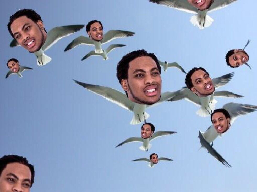 CauseWereGuys's tweet photo. Oh look a flock of Wakas https://t.co/JgUuzzV2d2