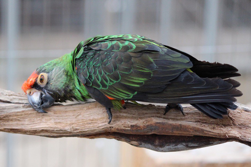 hiyokame1's tweet photo. すーりすーり
#ズアカハネナガインコ #インコ #賈丁氏鸚鵡 #鸚鵡 #쟈딘앵무 #앵무새 #RedFrontedParrot #JardinesParrot
#慶州バードパーク #경주버드파크 #GyeongjuBirdPark https://t.co/Cr5E6j6siV