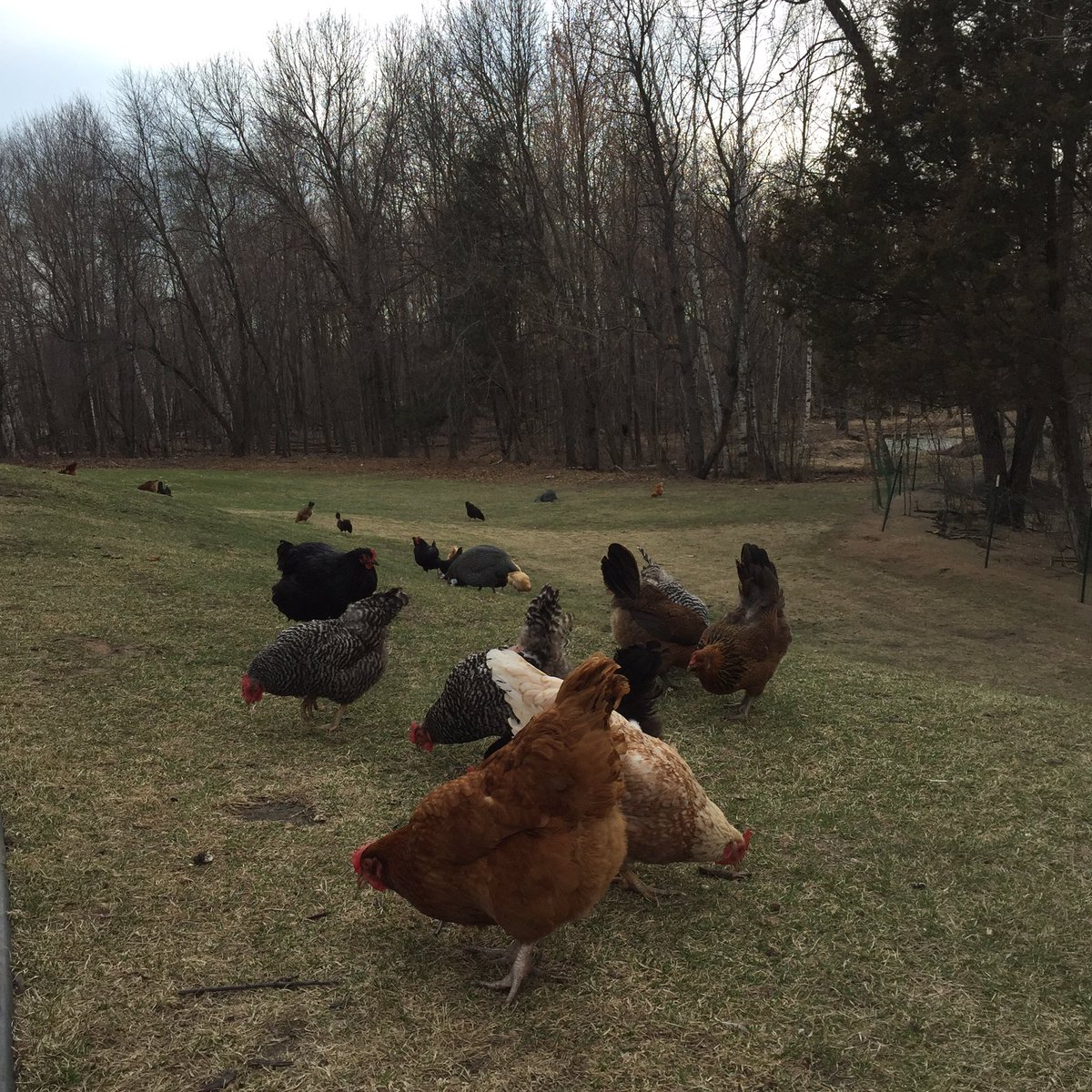 iamhomesteader's tweet photo. Love our #freerangechickens ! #homesteading #iamhomesteader @ChadRettke https://t.co/qNao686W2p