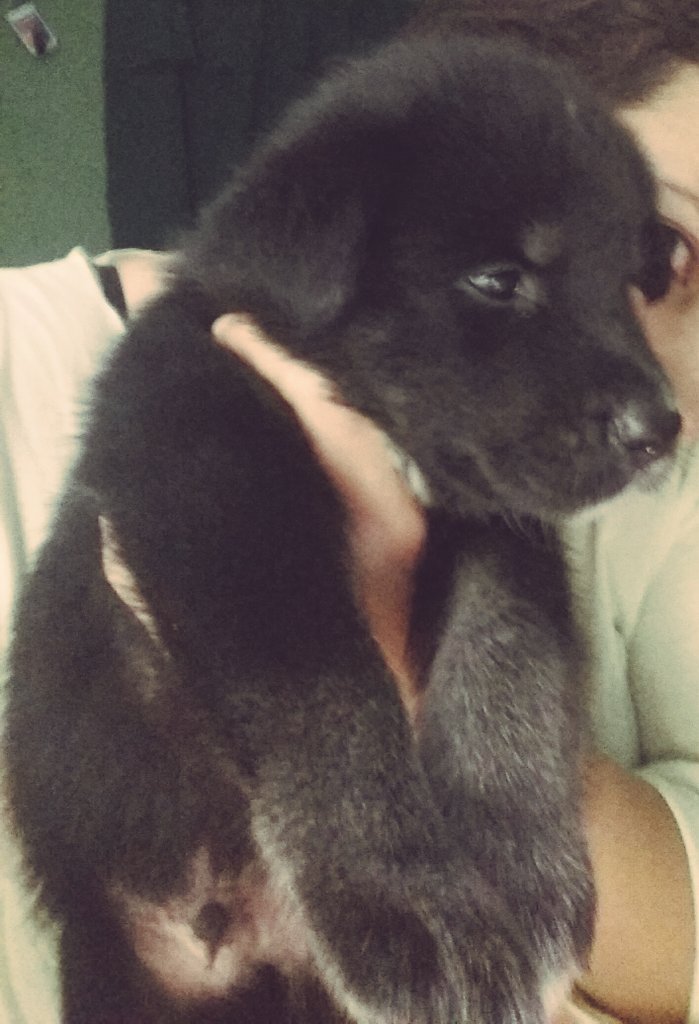 thecalexandra's tweet photo. Un mes #labhusky #huskylab #puppylove #forafamily https://t.co/KbBGPyR53l