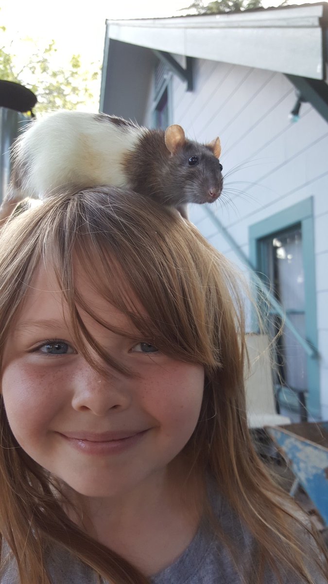 mamecastle's tweet photo. Neighbors stopped by to hang with the rats. #ratsitting https://t.co/QXx7KKYVsV