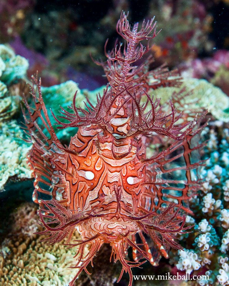 mikeballdive's tweet photo. A frontal view of the lacy scorpionfish.
#spoilsportlive #mikeballdive #greatbarrierreef #exploreTNQ #thisisqueen… https://t.co/E0PPXc3oRA https://t.co/s4LqYWb7nA