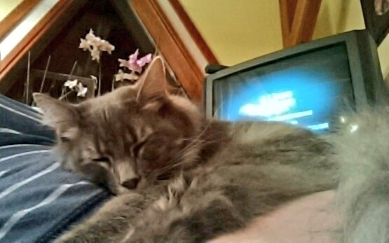 First time he's day in my lap. https://t.co/gQUvwLAEre<a href="/tag/thebigleap"class="tags"><span>#thebigleap</span></a>